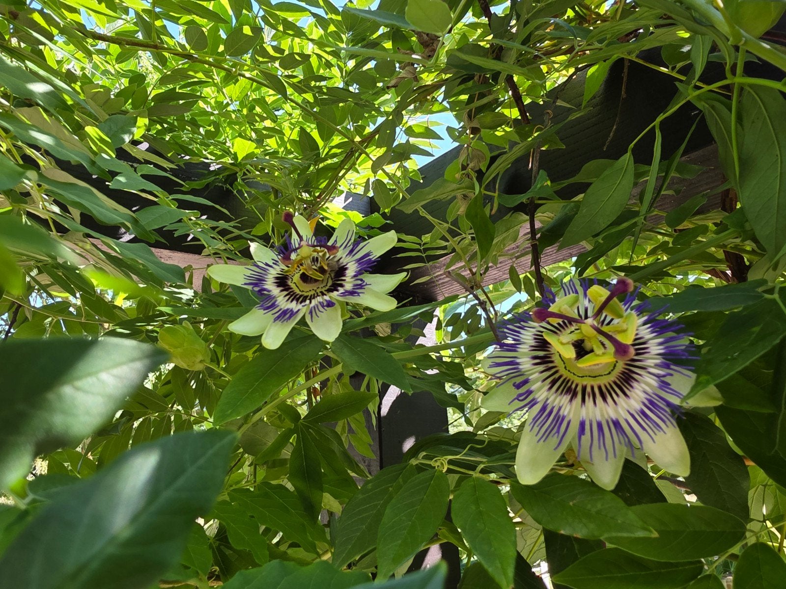 Mooie volwassen Passiebloem plant - over te nemen, Ophalen, Volle zon, Vaste plant, Klimplanten