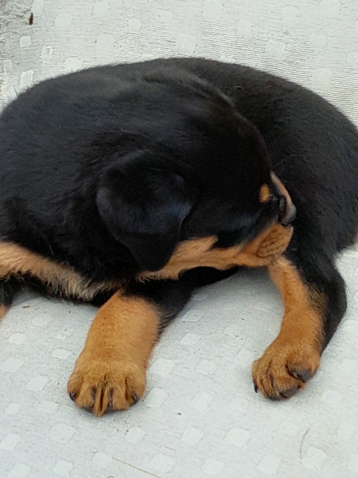 Rottweiler pups, Meerdere, Meerdere dieren, 3 tot 5 jaar, Nederland