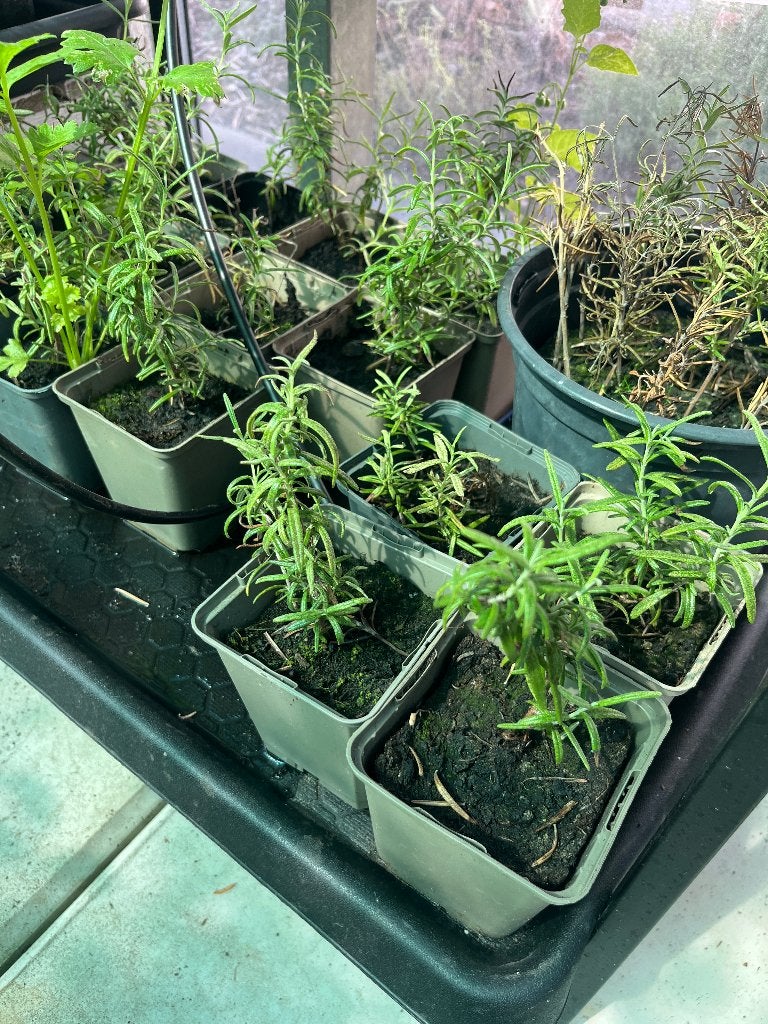 Plantjes rozemarijn (en meer planten), Tuin en Terras, Planten | Tuinplanten, Ophalen, Vaste plant, Groenteplanten, Volle zon