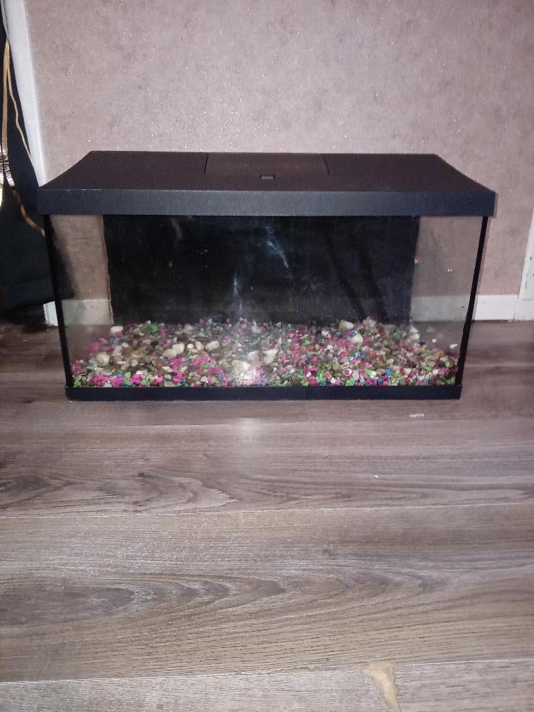Aquarium, Vis, Zoetwatervis