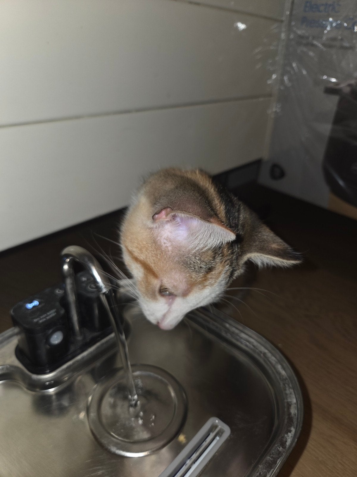Kittens poes kat gratis, Poes, 0 tot 2 jaar