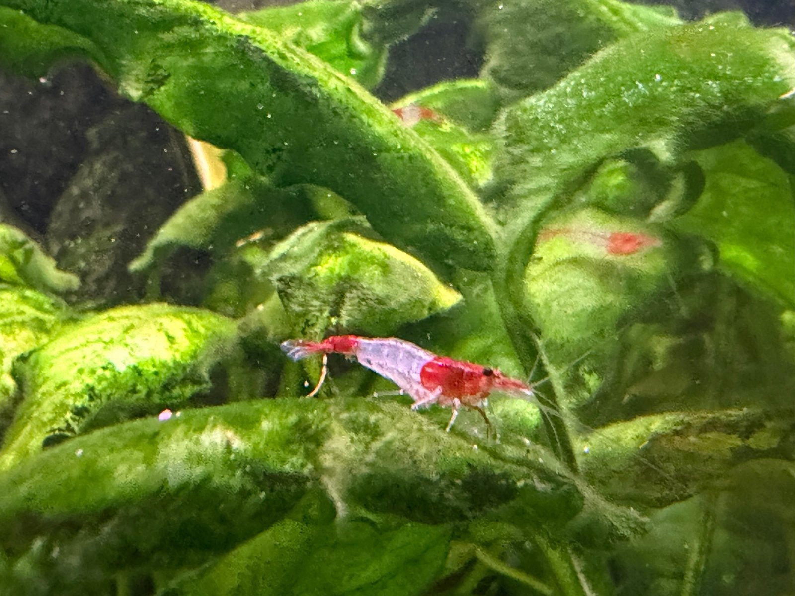 Red Rili garnaal, Kreeft, Krab of Garnaal, Zoetwatervis, Schoolvis