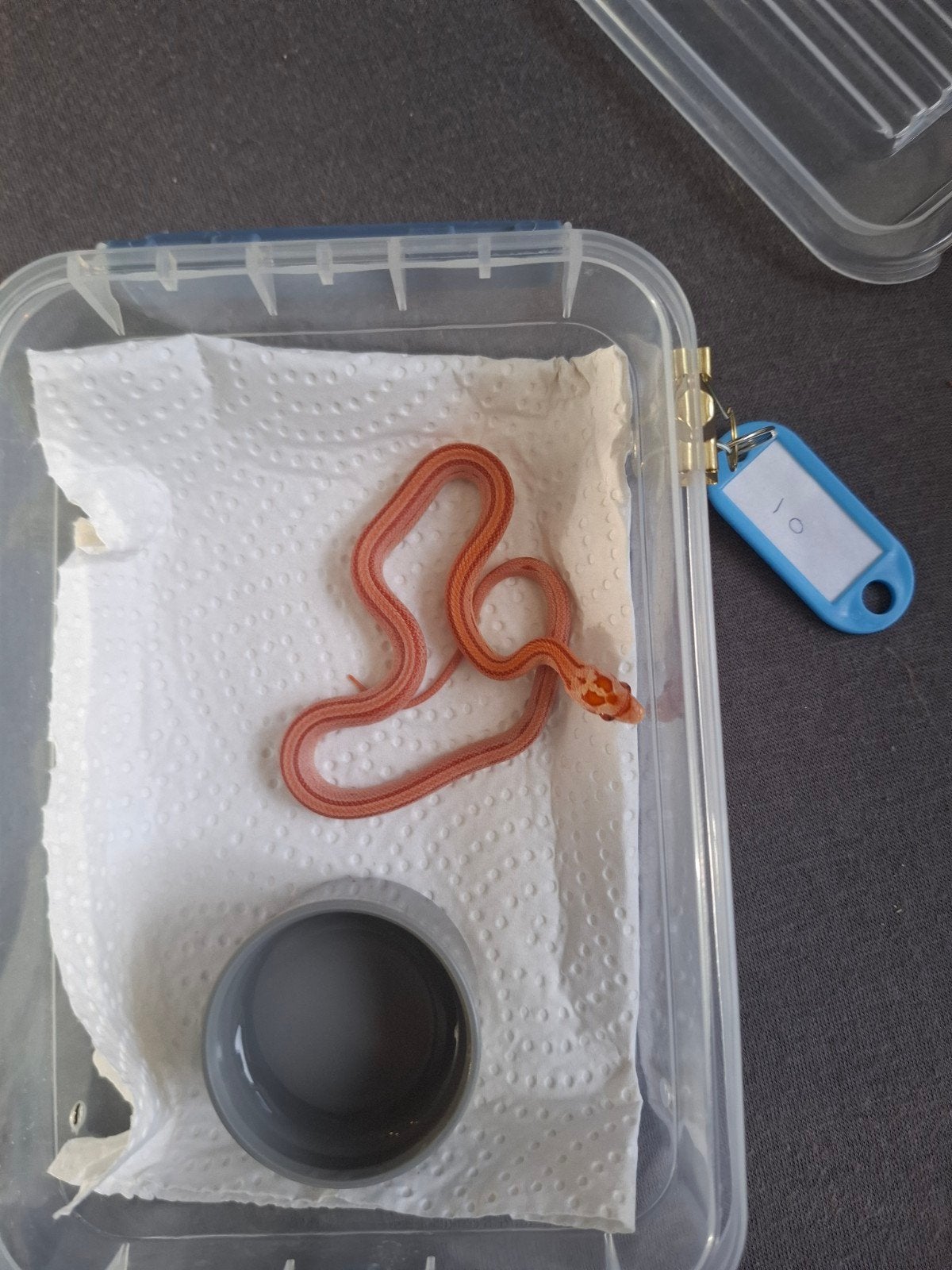 Rode rattenslangen zoeken nieuw thuis Corn Snake photo 10