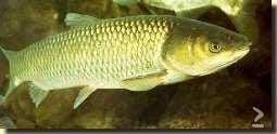 Graskarper - Graskarpers - ca 10 / 12 cm Groen bestrijder, Karper of Koi