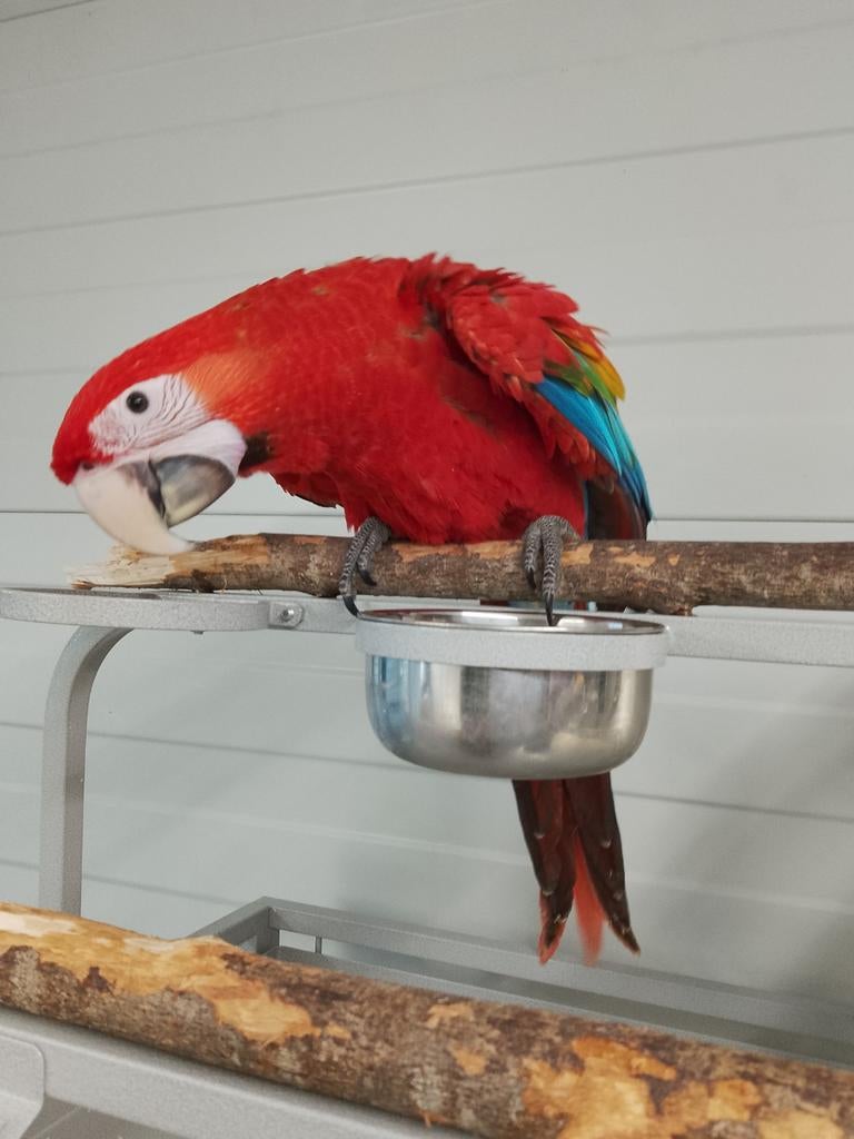 Tamme baby Ruby Ara's met DNA en getest op alle ziektes, Dieren en Toebehoren, Meerdere dieren, Papegaai, Geringd
