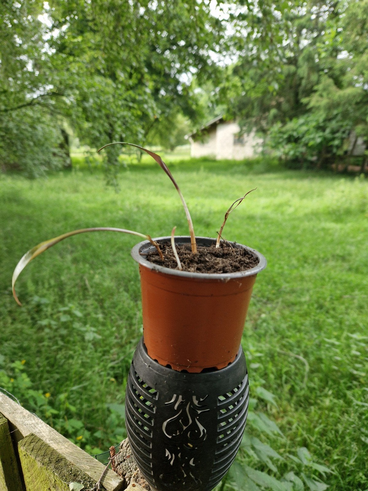 Mooie kamerplant in pot, Huis en Inrichting, Kamerplanten, Overige soorten, Ophalen of Verzenden, In pot, Minder dan 100 cm