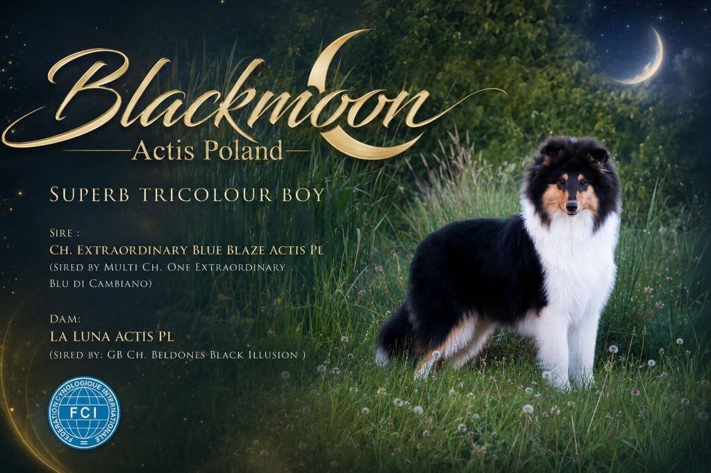 COLLIE Schotse pup FCI, Parvo, Particulier, 8 tot 15 weken, Buitenland