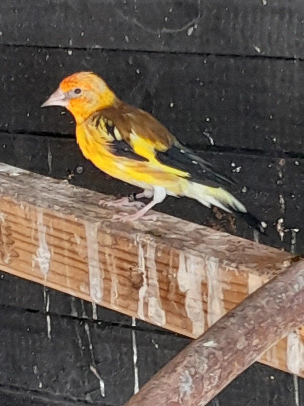 Major putter man geel, Mannelijk, Wildzangvogel, Geringd