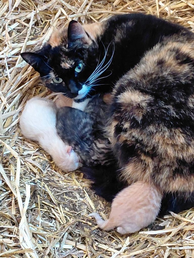 Leuke boerderij kittens, Dieren en Toebehoren, Meerdere dieren, Ontwormd, 0 tot 2 jaar