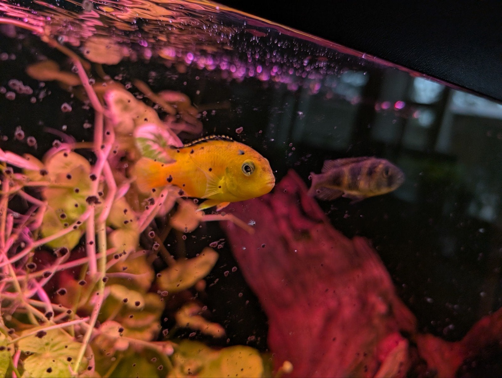 cichliden!, Vis, Zoetwatervis