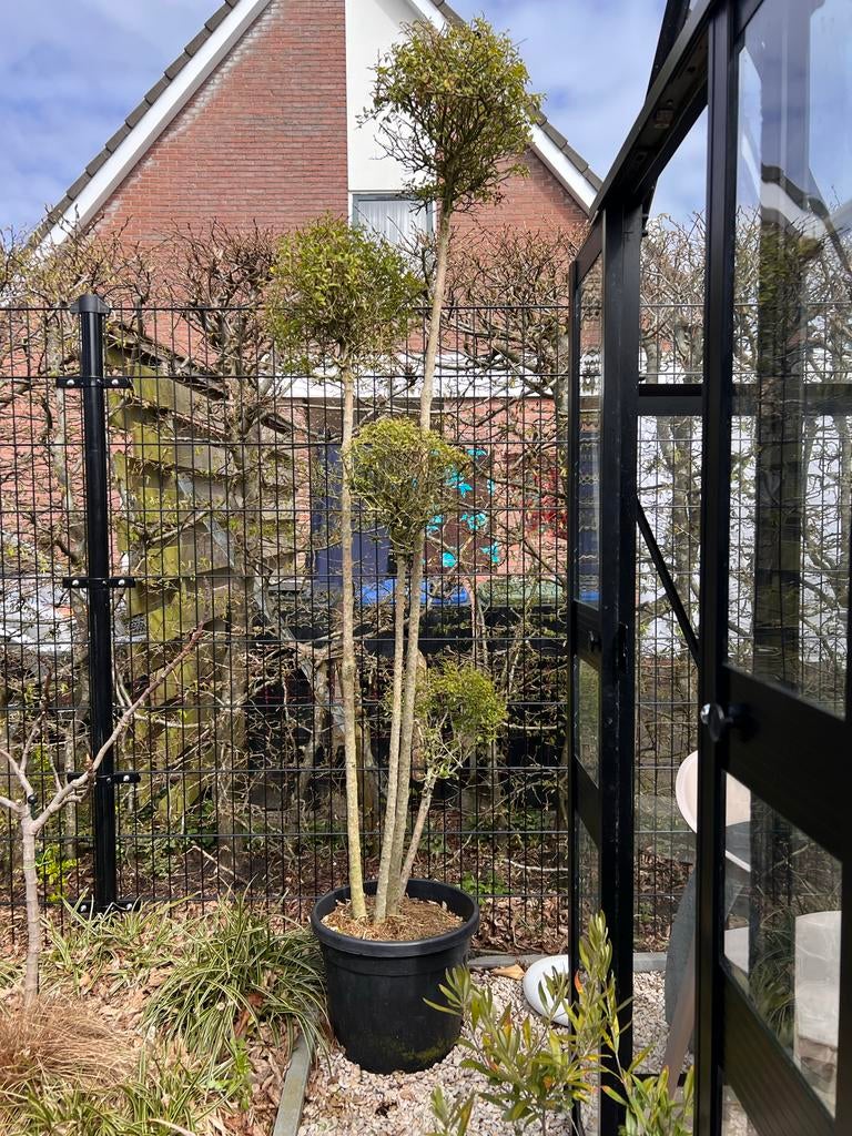 Ligustrum delavayanum meerstammig met pom poms, Tuin en Terras, Planten | Bomen, Bloeit niet, Halfschaduw, Overige soorten, 100 tot 250 cm