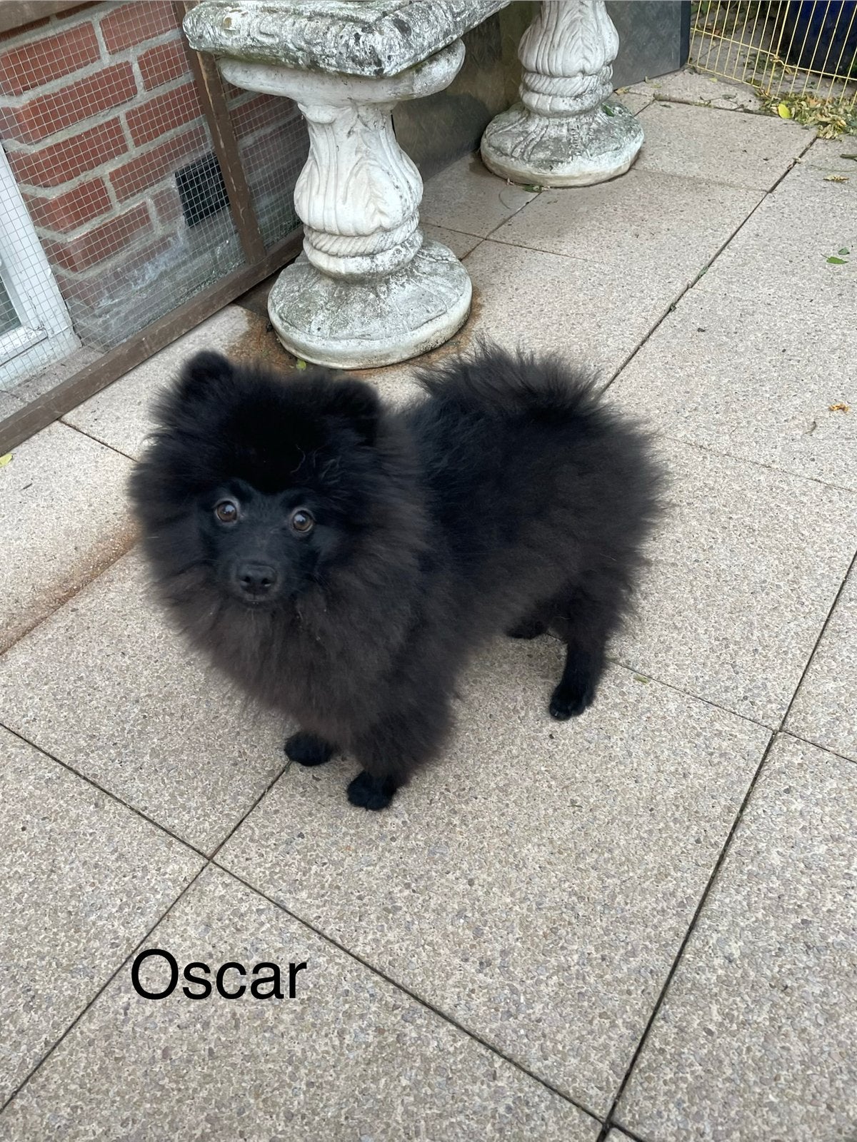 Nog 1 Prachtige pomeriaan/dwergkees pup.💙, Dieren en Toebehoren, Honden | Chihuahua's en Gezelschapshonden, 15 weken tot 1 jaar