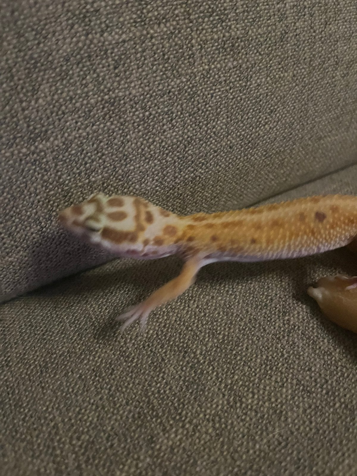 Mack snow luipaard gekko Leopard Gecko photo 3