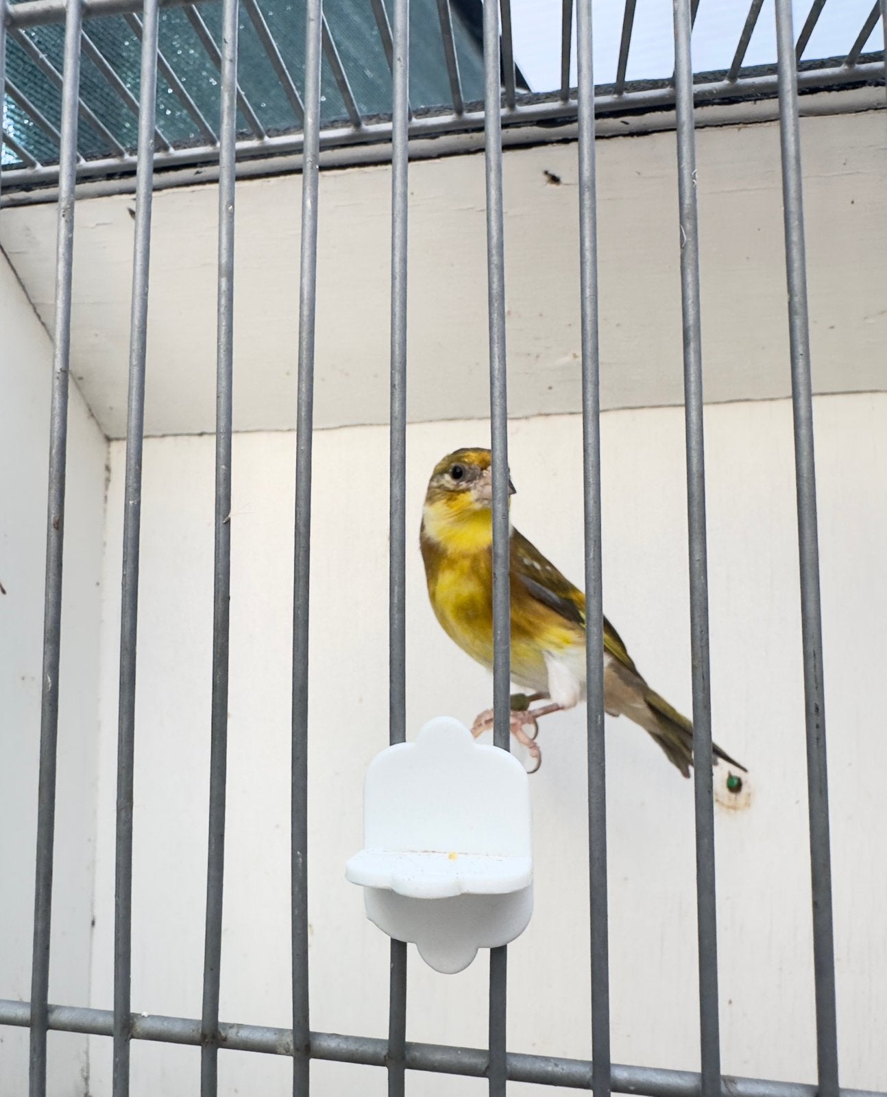 Putter bastaard jaspis, Geslacht onbekend, Wildzangvogel, Geringd
