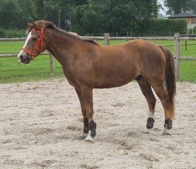 New Forest pony  C pony, Ruin, C pony (1.27m tot 1.37m), Ontwormd, 3 tot 6 jaar
