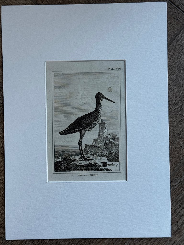 1812 - The redshank - Tureluuur - P0827-06, Ophalen of Verzenden, Gravure, 1800 - 1899