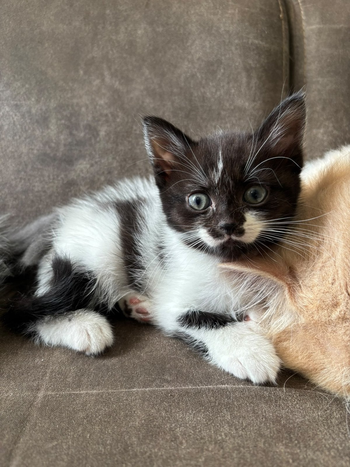 Kitten, Dieren en Toebehoren, Poes, 0 tot 2 jaar