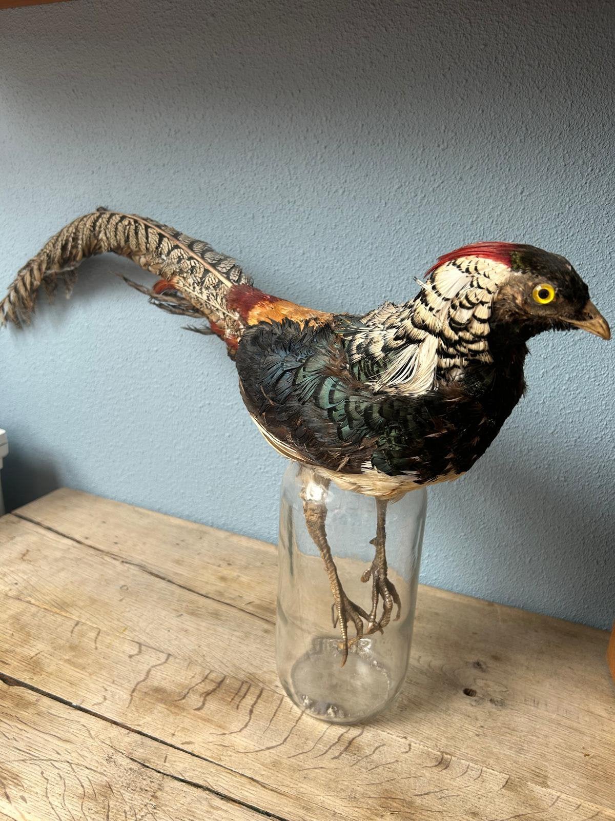 Mannetjes Fanzant !!, Verzamelen, Ophalen of Verzenden, Zo goed als nieuw, Vogel, Opgezet dier