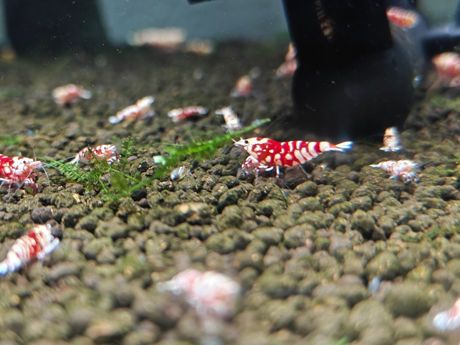 Caridina Red Fancy tiger garnalen, Dieren en Toebehoren, Kreeft, Krab of Garnaal