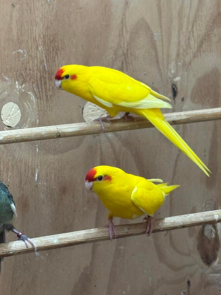 Kakariki mannen geringd broedrijp grove vogels, Dieren en Toebehoren, Mannelijk, Parkiet, Geringd