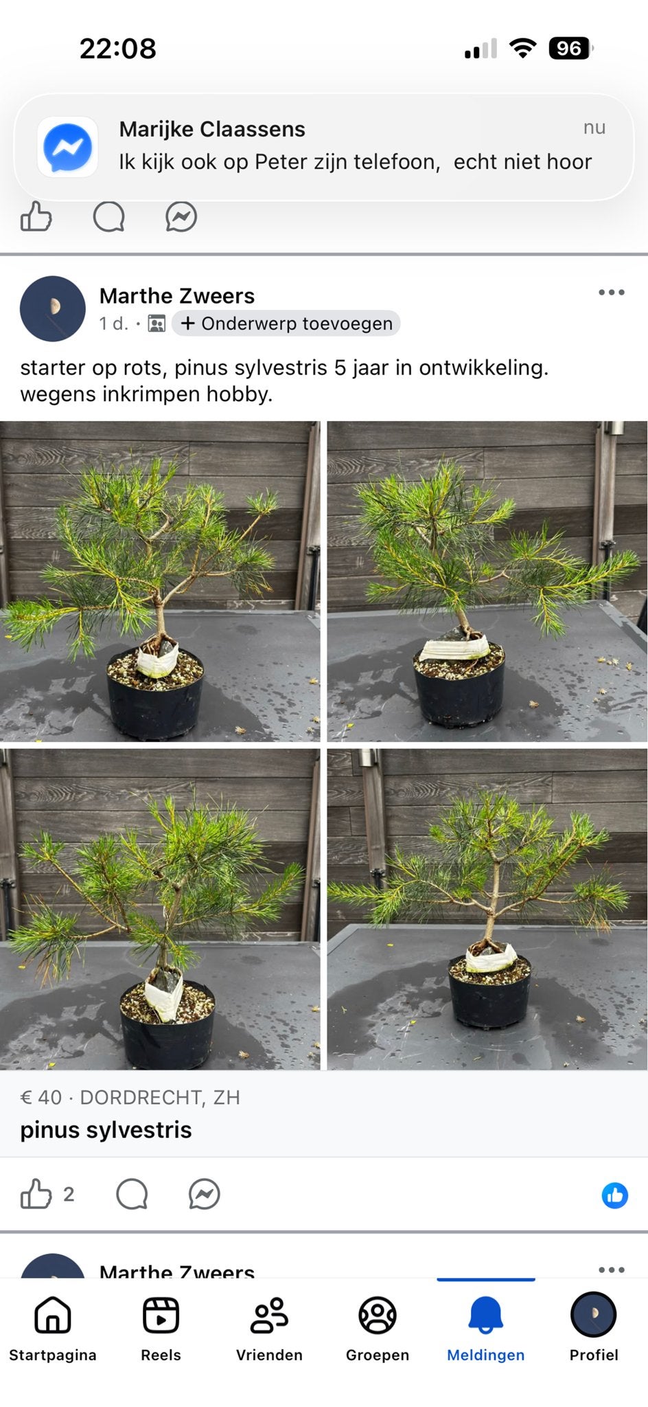 Pinus Sylvestris Bonsai - 5 jaar in ontwikkeling, Volle zon, Vaste plant, Bloeit niet, Ophalen