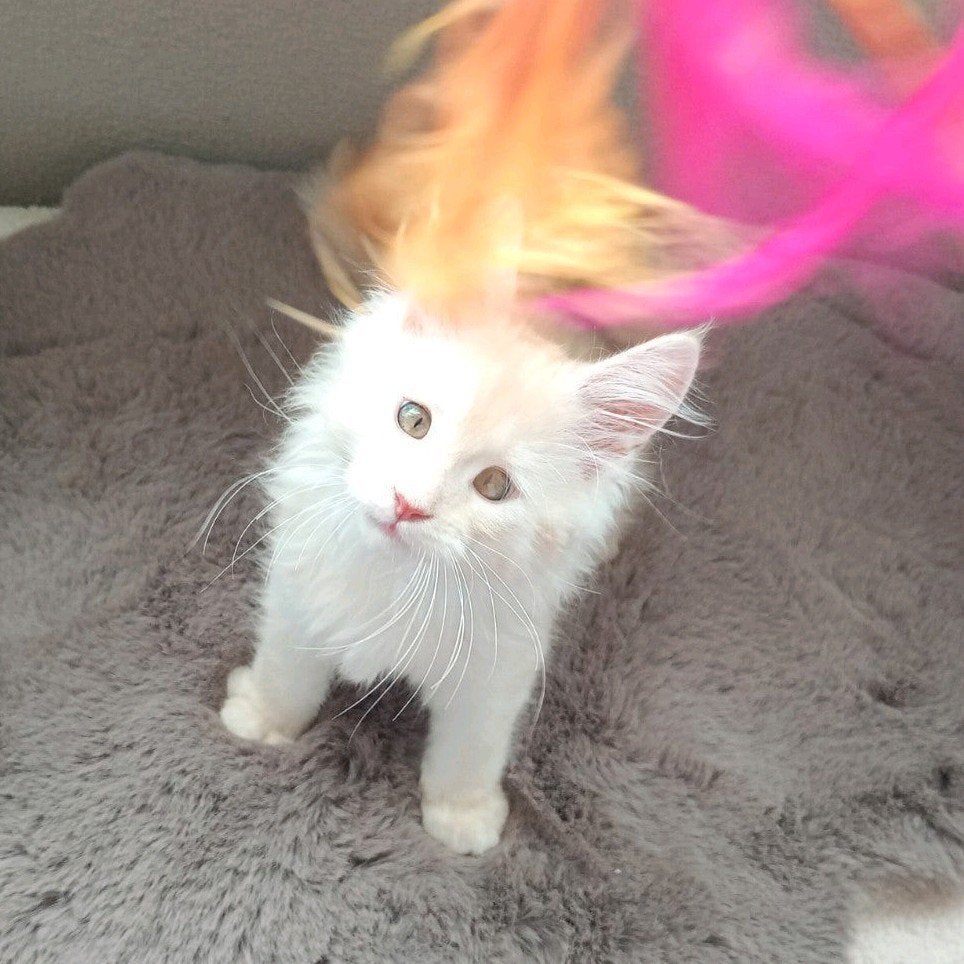 🩷 Prachtige Maine coon  Kitten 🩷, Meerdere dieren, Ontwormd