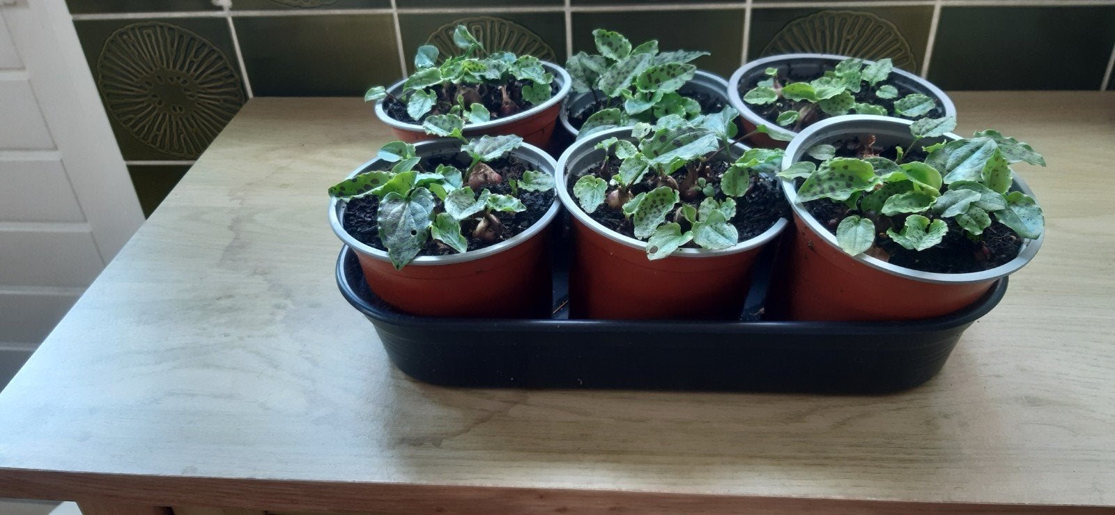 Drimiopsis Maculata, Tuin en Terras, Planten | Tuinplanten, Ophalen of Verzenden, Overige soorten, Volle zon