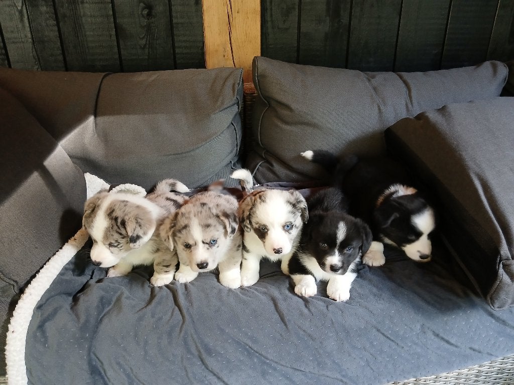 Te koop Prachtige Welsh Corgi Cardigan Pups, CDV (hondenziekte), 8 tot 15 weken, Meerdere, Meerdere dieren