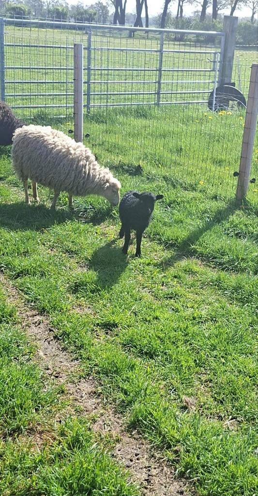 Ouessant schaap met ram, Dieren en Toebehoren, Meerdere dieren, Schaap, 0 tot 2 jaar