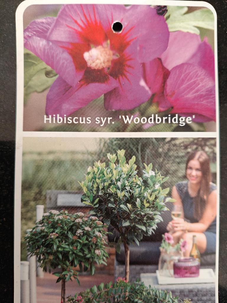 Hibiscus woodbridge Boom Chinese roos, Overige soorten, 100 tot 250 cm, Zomer, Ophalen