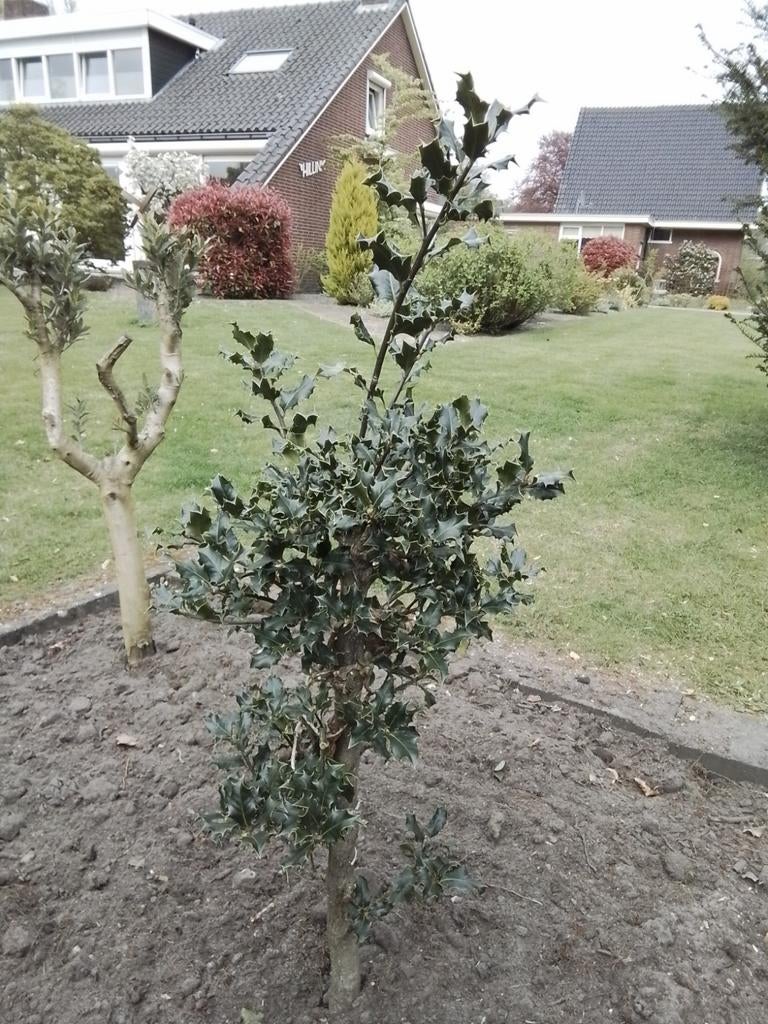 Hulst boom - Wintergroene sierboom voor elke tuin, Ophalen, Halfschaduw, Overige soorten, Lente