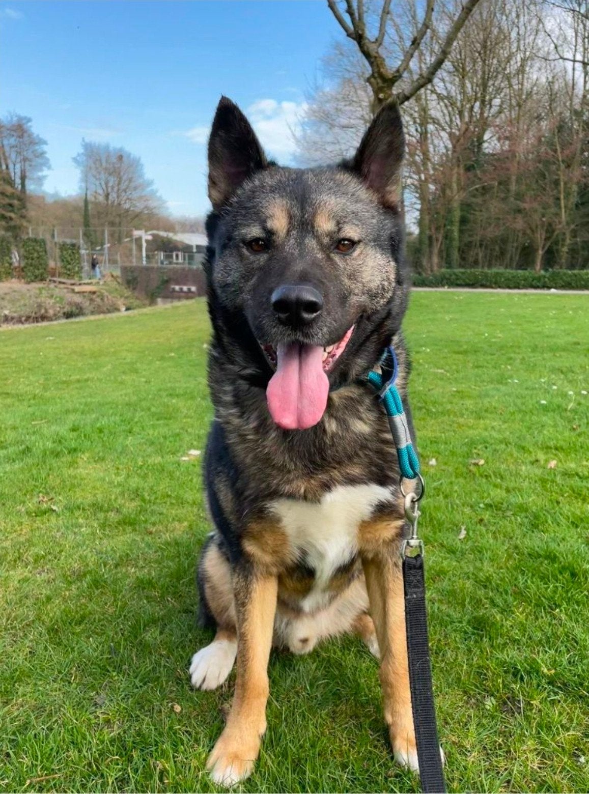Ivar zoekt lieve baas - kruising Akita/Alaska-Malamute, Dieren en Toebehoren, Honden | Poolhonden, Keeshonden en Oertypen, Nederland