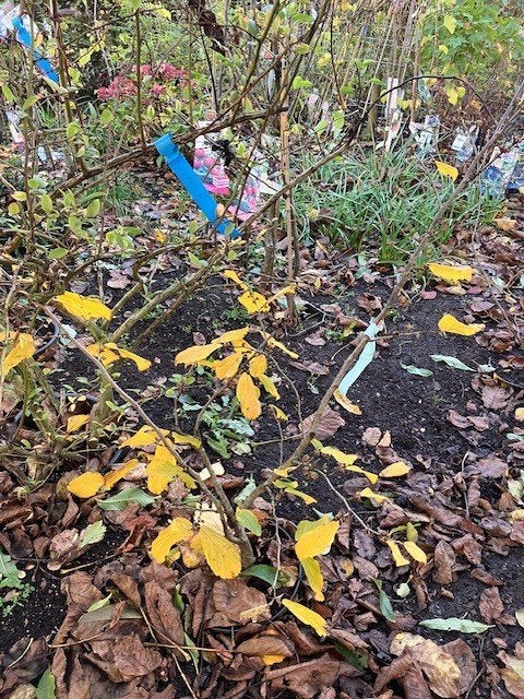 Hamamelis intermedia ‘’?’’) of toverhazelaar, Ophalen of Verzenden, Overige soorten, Struik, Minder dan 100 cm