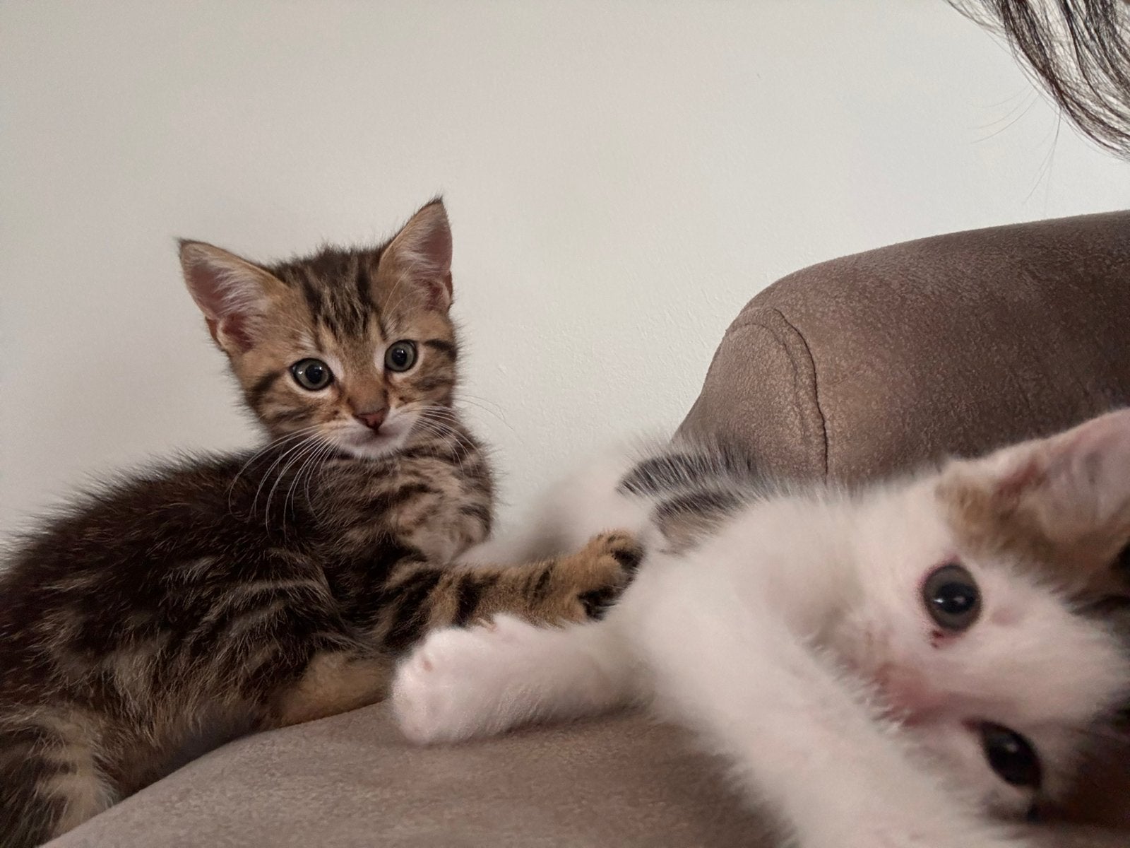 Kittes, Meerdere dieren, Ontwormd, 0 tot 2 jaar