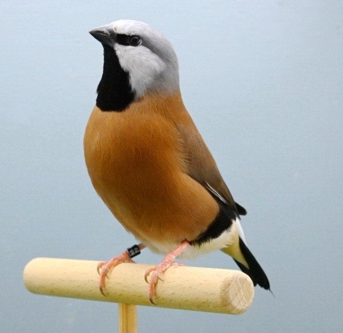 pop gordelgrasvink uit buitenvoliere, Vrouwelijk