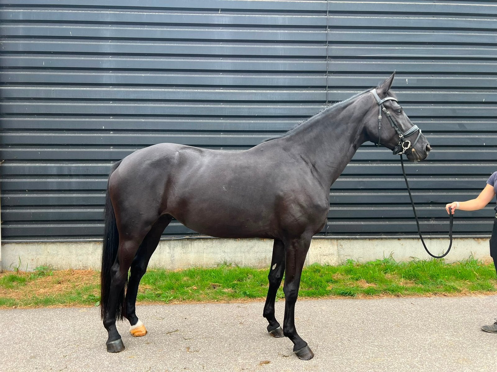 Knappe fokmerrie / weidemaatje te koop, Merrie, 165 tot 170 cm, Recreatiepaard, 3 tot 6 jaar