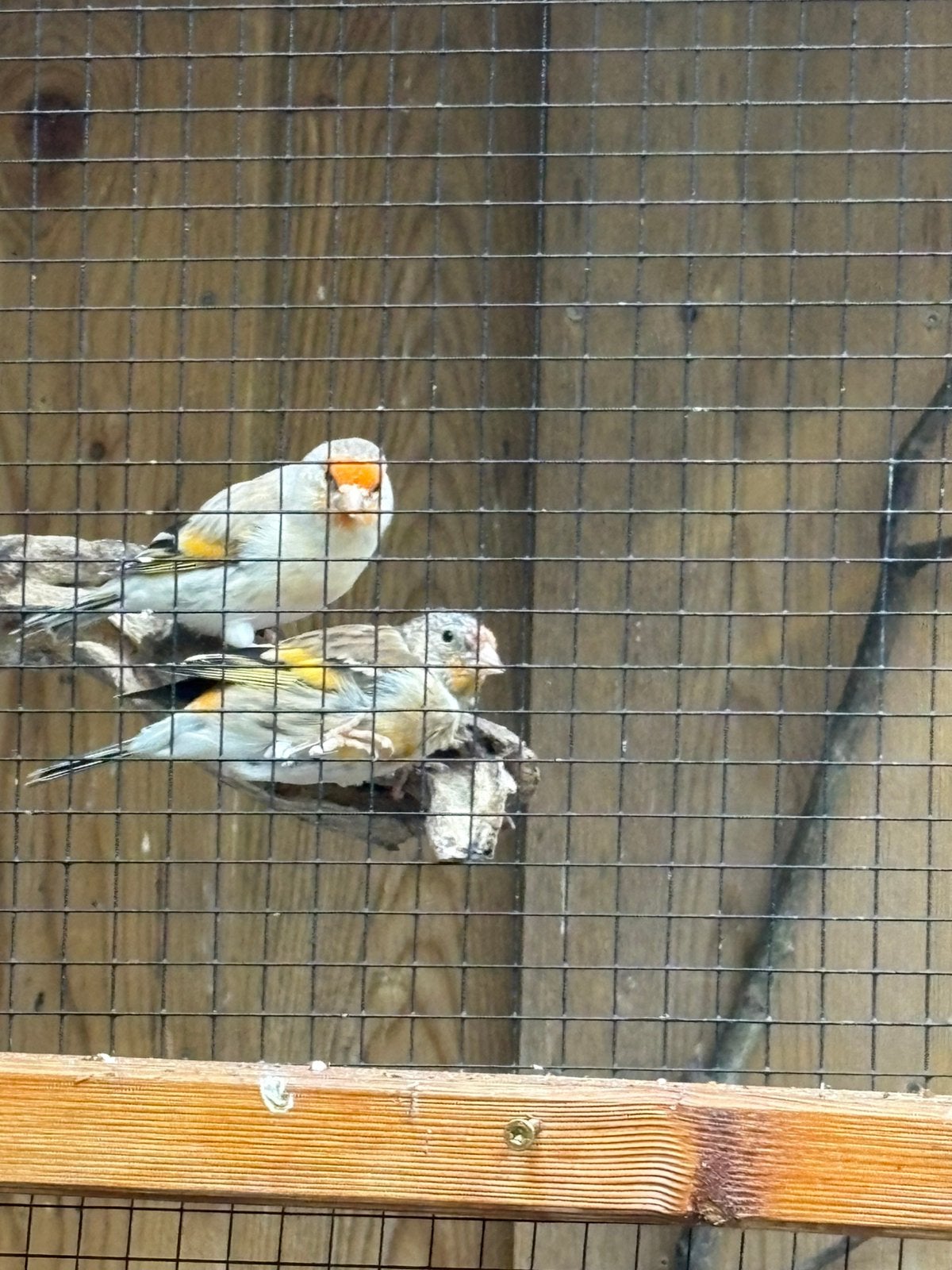 Mooie Putter x kanarie bastaard, Mannelijk, Wildzangvogel, Tam