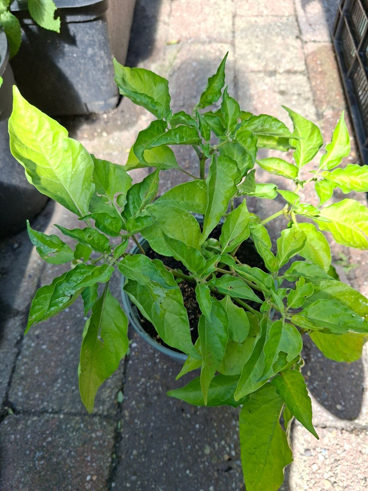 Adjuma chiliplant oranje - Pittige smaakmaker voor uw tuin, Tuin en Terras, Ophalen, Volle zon, Groenteplanten, Eenjarig