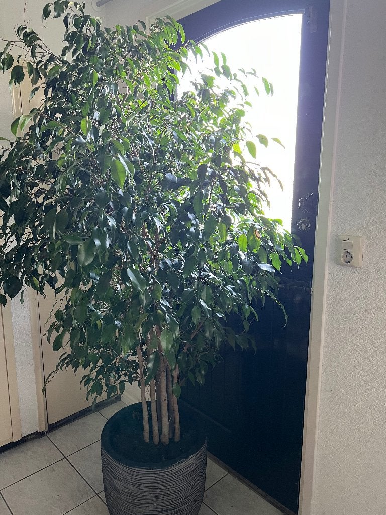 Grote Ficus kamerplant met luxe pot - 2.80m hoog, Ophalen, 200 cm of meer, Overige soorten, Halfschaduw
