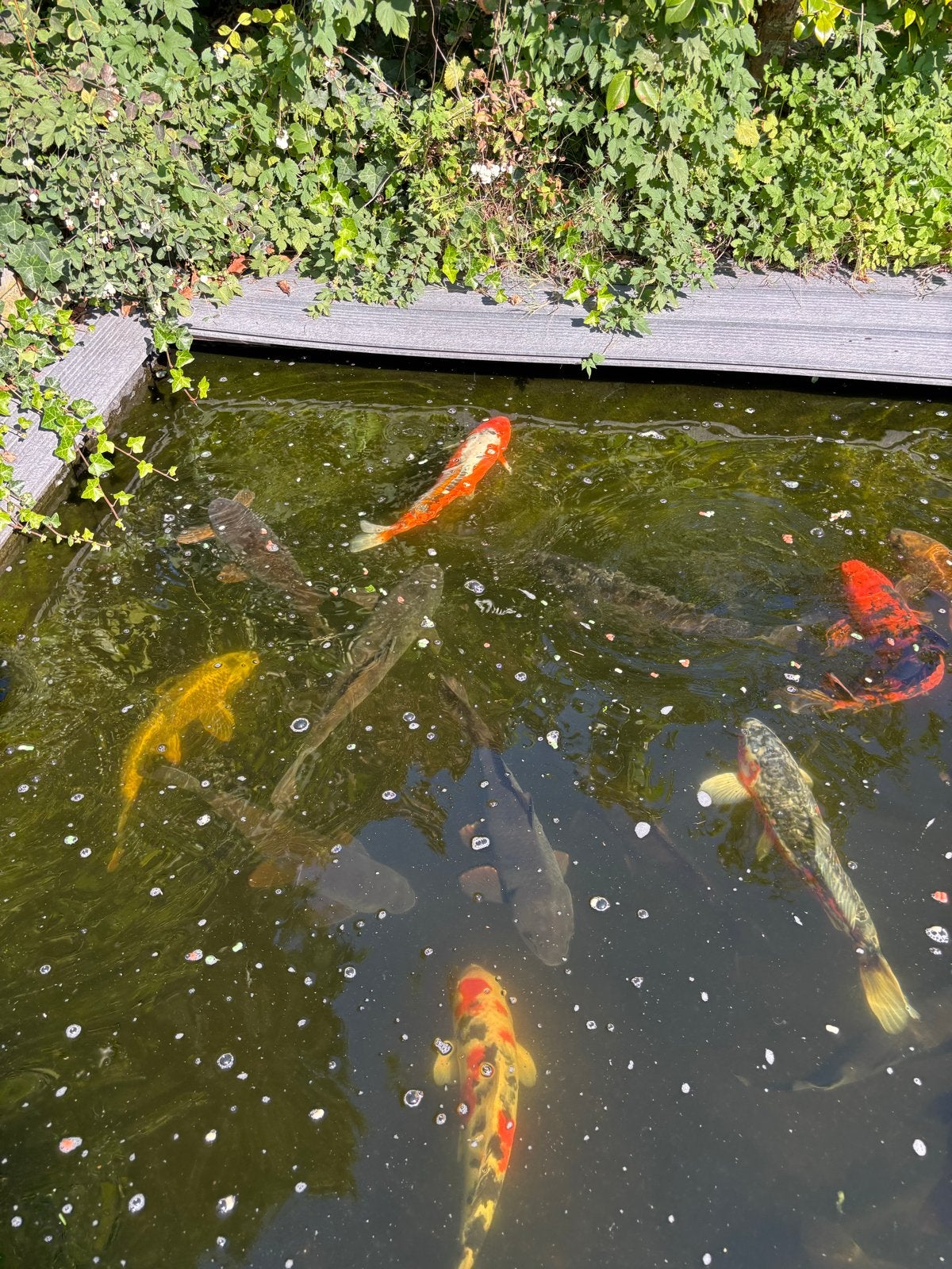 Grijze karpers te koop, Karper of Koi