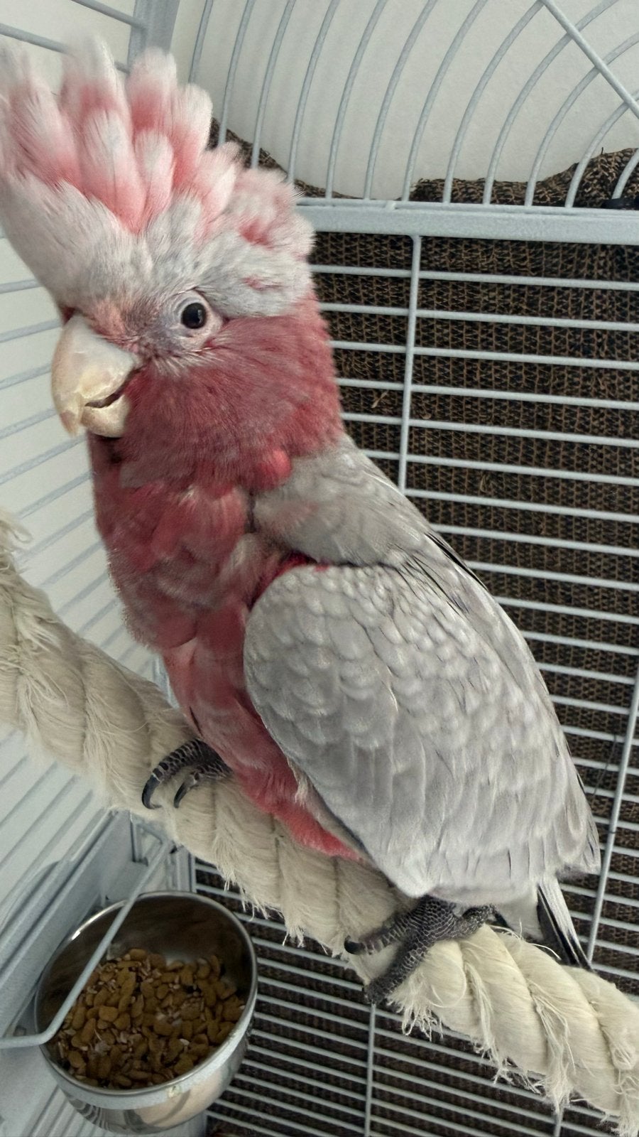 Rose kaketoe , 12 weken oud, Geslacht onbekend, Papegaai, Geringd