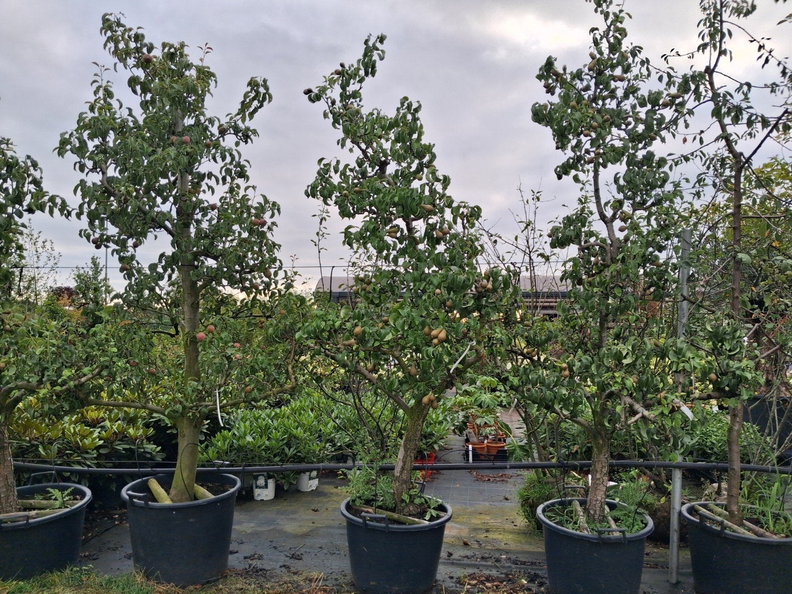 Oude karakteristieke Perenboom 'Conference' - Pyrus communis, Lente, Volle zon, Ophalen of Verzenden, 250 tot 400 cm