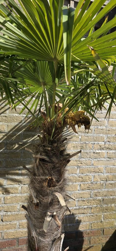 Te koop 2x mooie trachycarpus fortunei in pot, Tuin en Terras, Planten | Bomen, 100 tot 250 cm, Palmboom, Ophalen, Volle zon