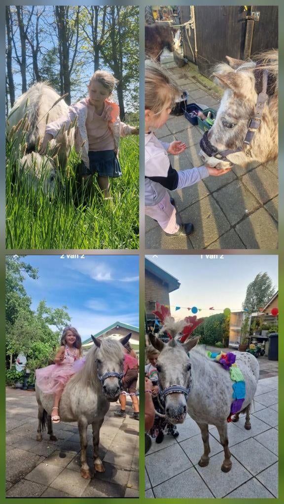 Altijd al een pony gewild op jou kinderfeestje., Ophalen of Verzenden, Nieuw