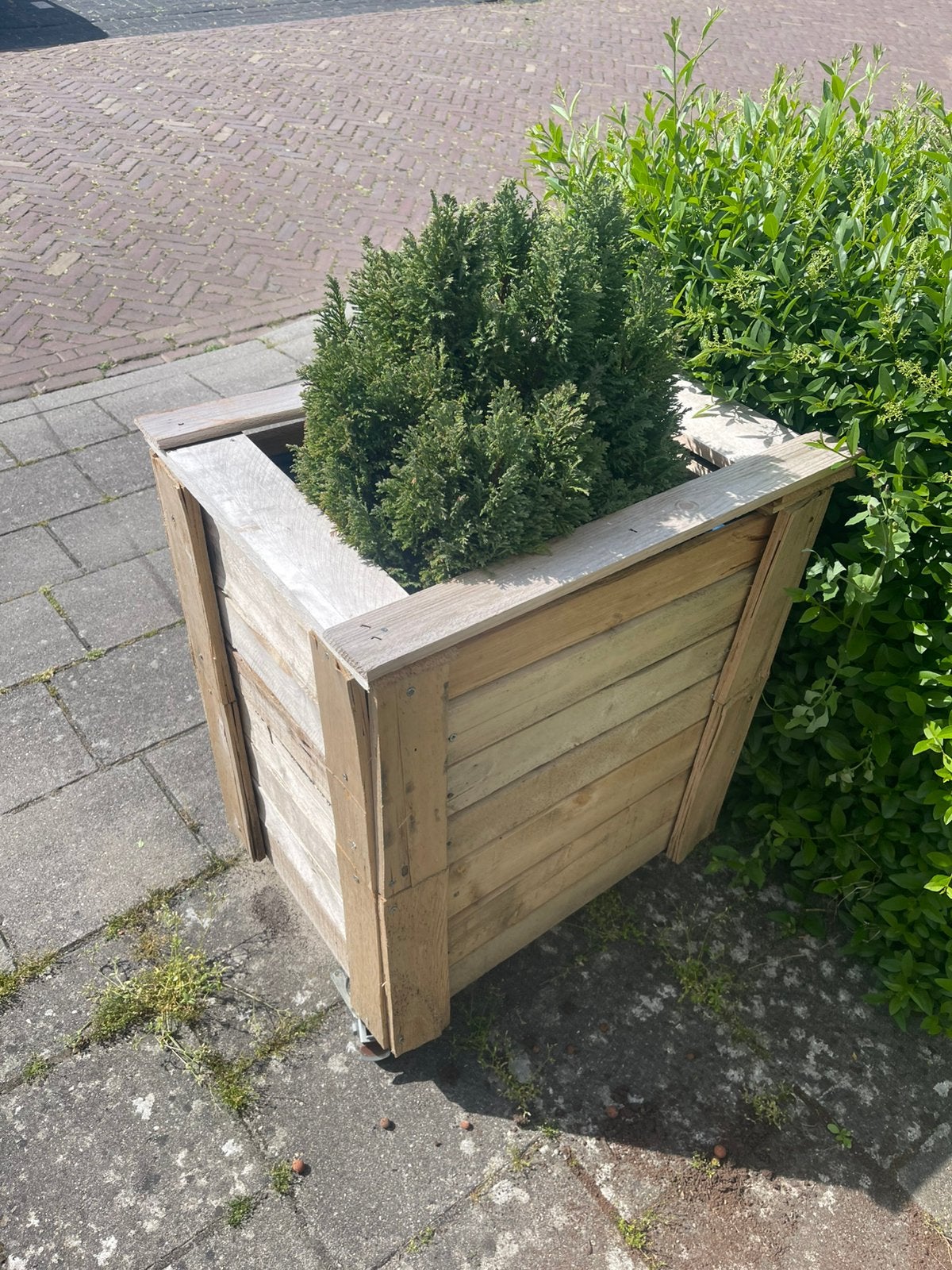 4  cupressus met potten en een zak potgrond, Ophalen of Verzenden, Zo goed als nieuw, Kunststof, Minder dan 30 cm