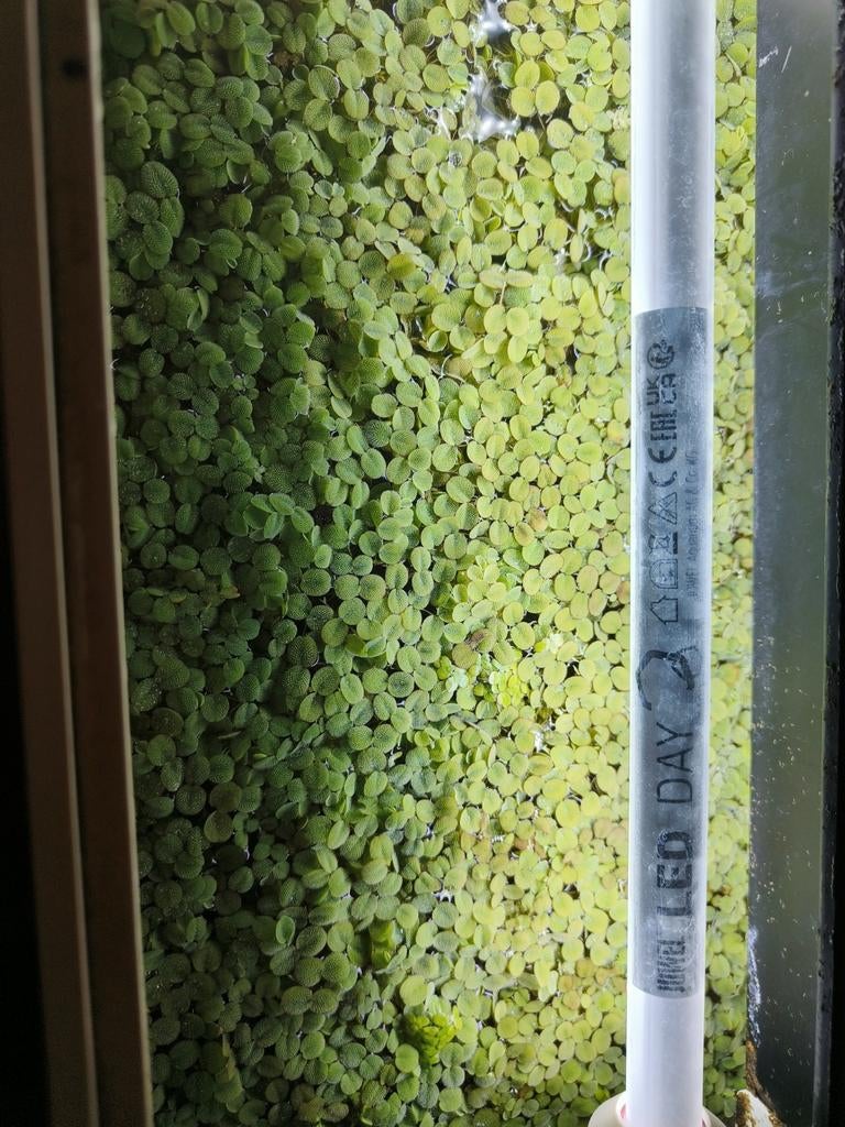 Salvinia minima drijfplant, Dieren en Toebehoren, Ophalen of Verzenden, Nieuw