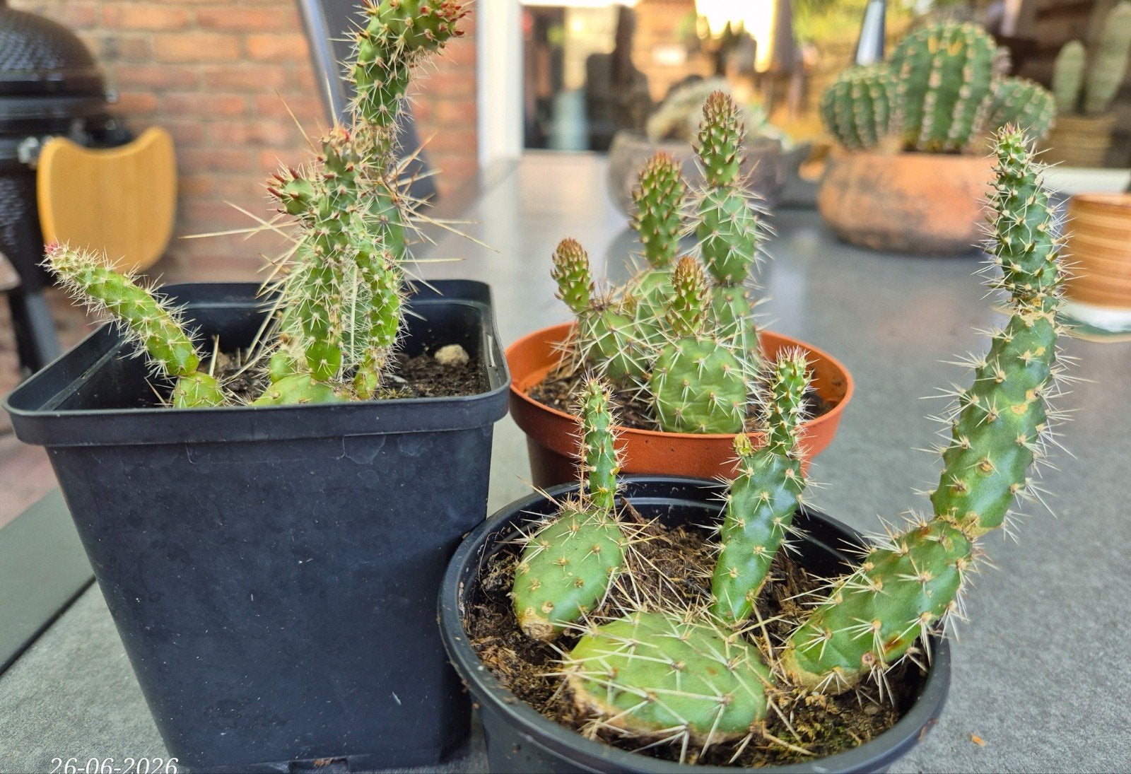Opuntia Arenaria schijfcactus winterhard, Ophalen of Verzenden, Overige soorten, Volle zon