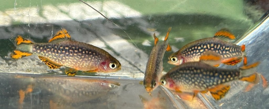 Galaxy Rasbora / hemelse parel danio, Dieren en Toebehoren, Vis, Zoetwatervis