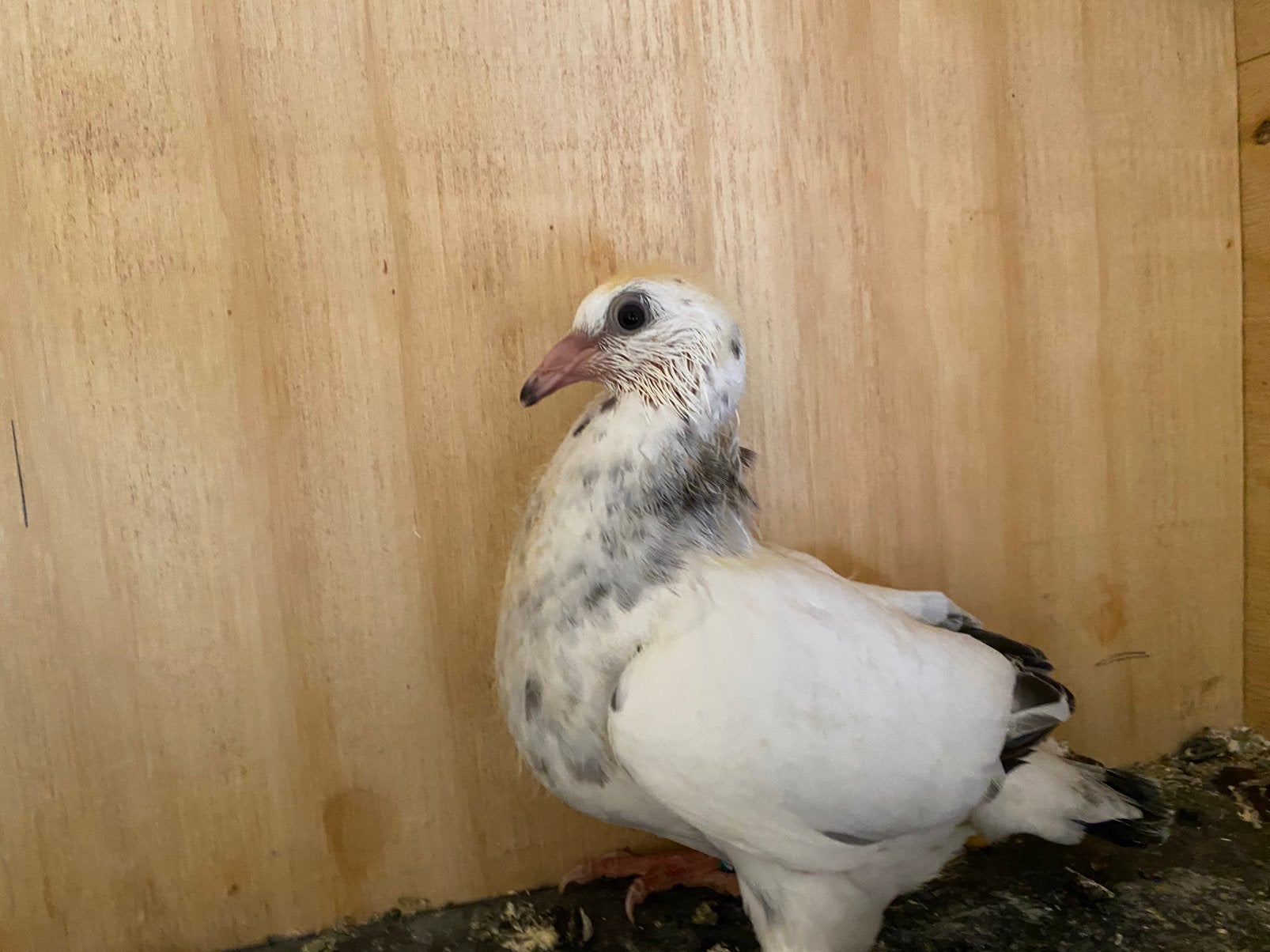 Te koop jonge duif uit gert cirkel lijn, Postduif