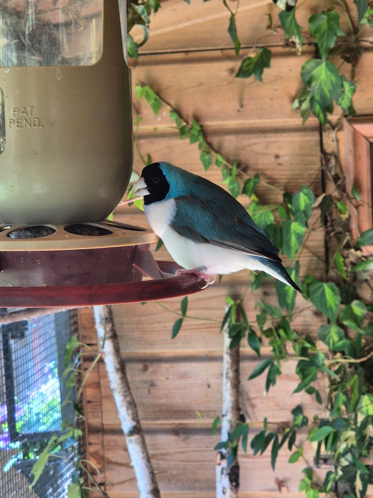 koppel blauwe gouldamadine., Meerdere dieren